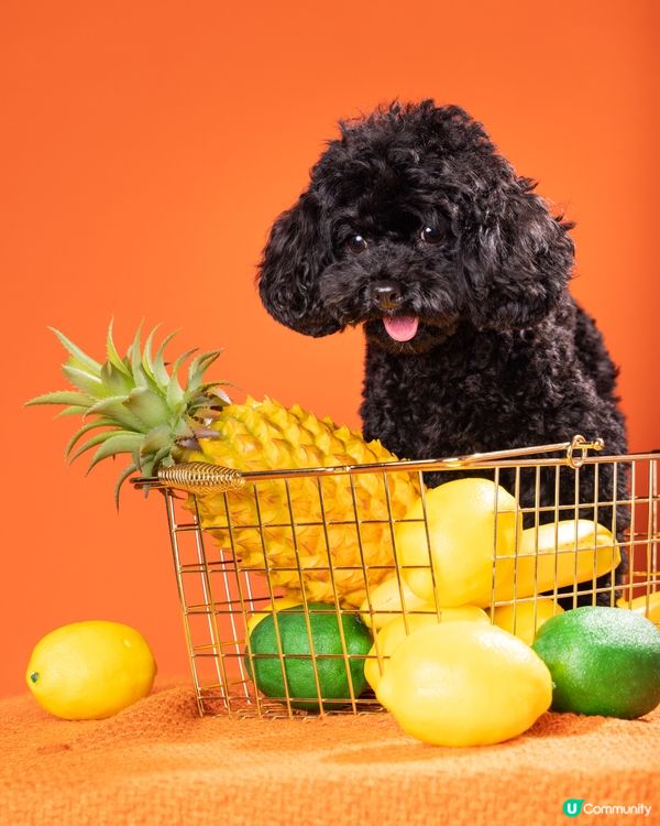 哈囉🐾 I AM HOTTEOK 호떡