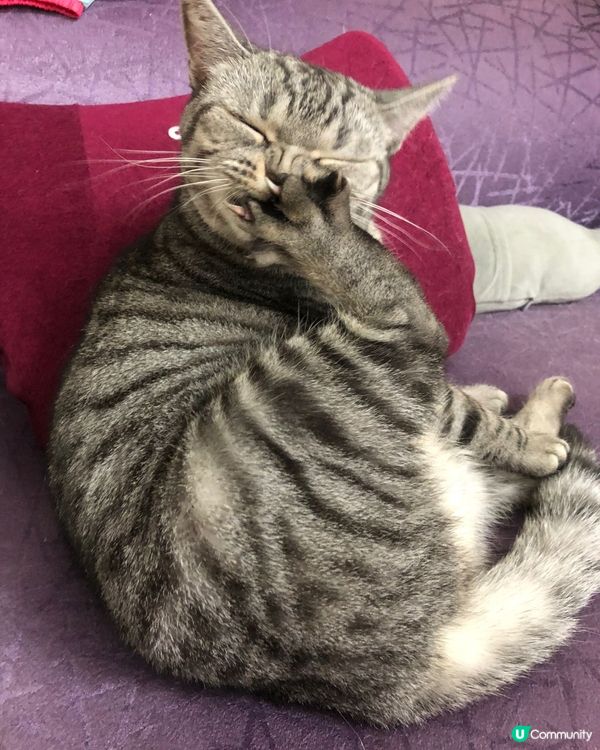 🐱遮住半邊咀偷笑📸️