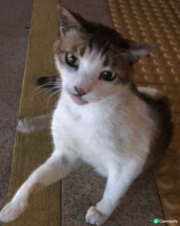 長洲小貓咪🐱唔怕人好得意