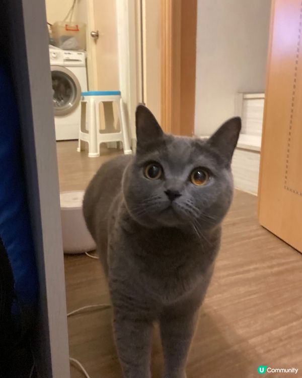 八卦老闆 - 糯米🐱