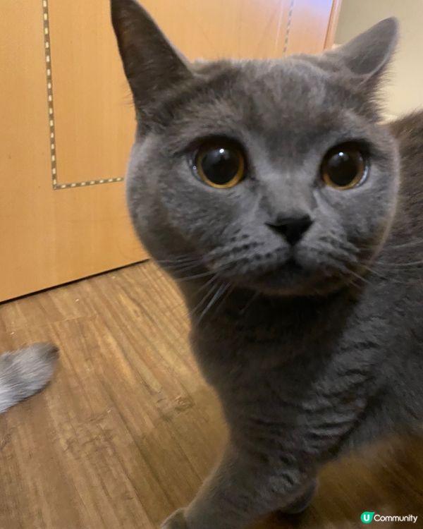 八卦老闆 - 糯米🐱