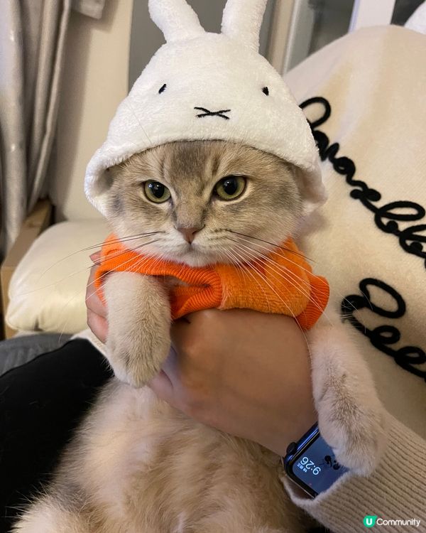 點解又係🐰仔？我明明就係一隻係🐱仔🤨