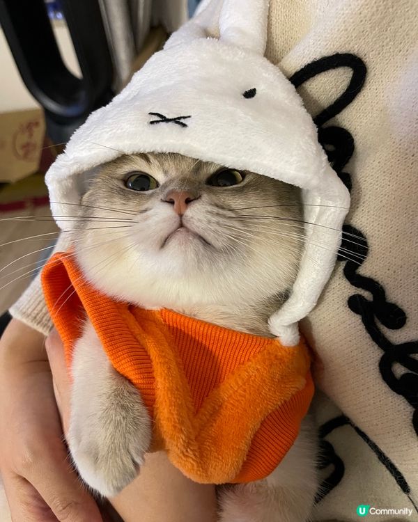 點解又係🐰仔？我明明就係一隻係🐱仔🤨