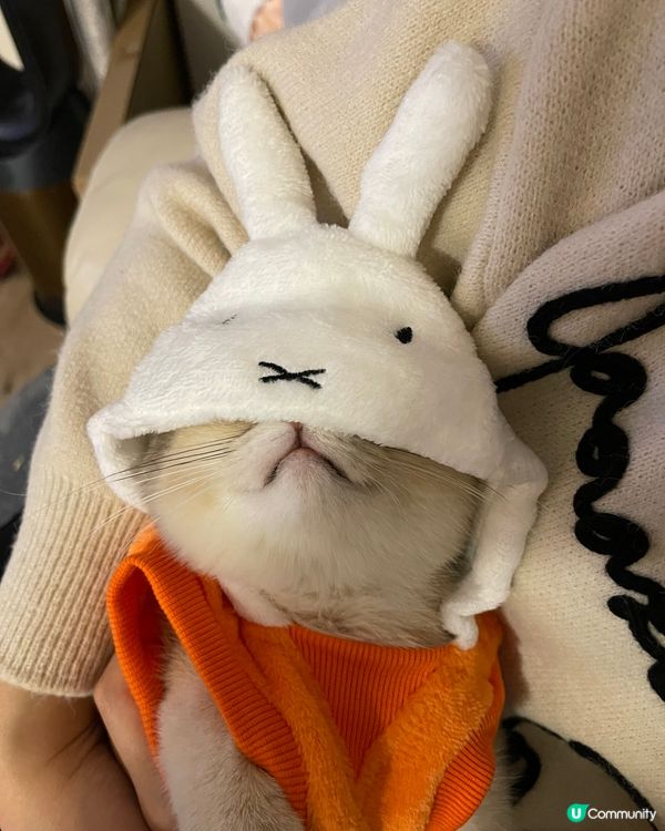 點解又係🐰仔？我明明就係一隻係🐱仔🤨