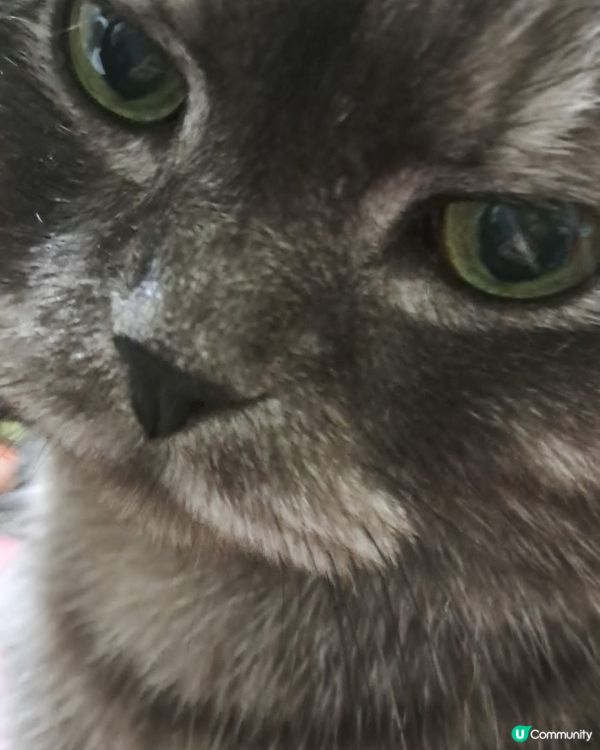 靚仔就係要爆mon 🐱🐱🐱