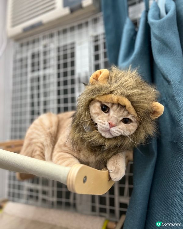 扮🦁吃🐰