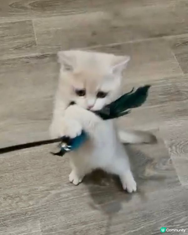 又到玩耍時間😺黎個飛撲 一手捉實唔放
