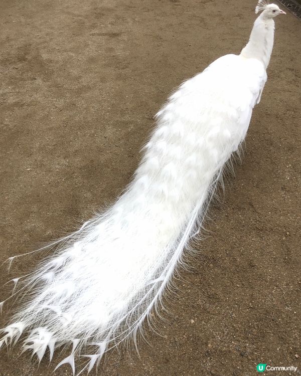 罕見的白孔雀，純白無瑕