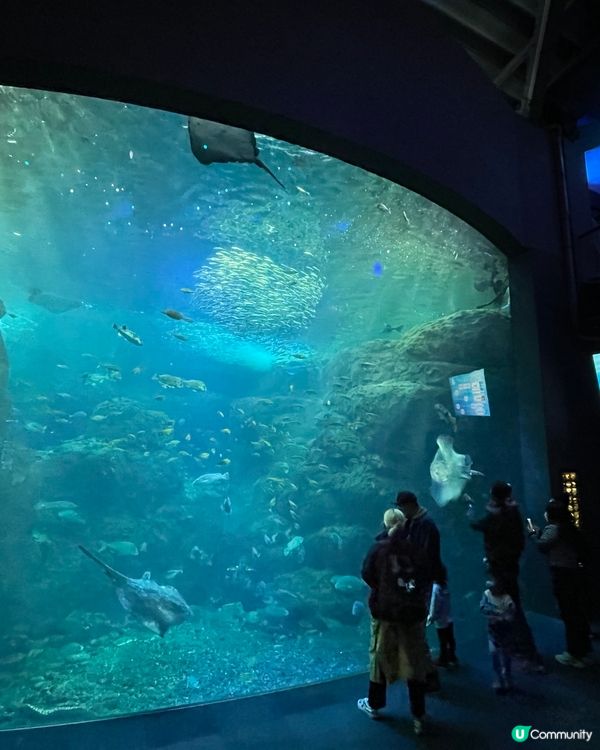 新江之島水族館🐠🐟🐬🐡🐋🦈🦭