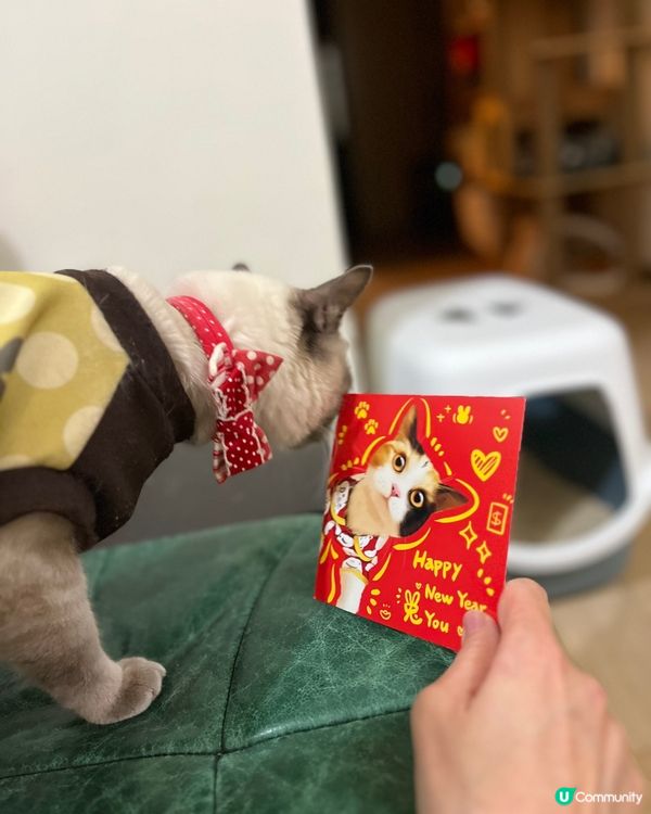 我家主子收到貓友布甸的賀年卡，很精緻可愛啊, 大家看看像不像...