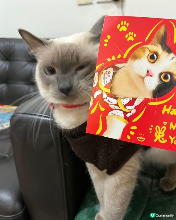 我家主子收到貓友布甸的賀年卡，很精緻可愛啊, 大家看看像不像...