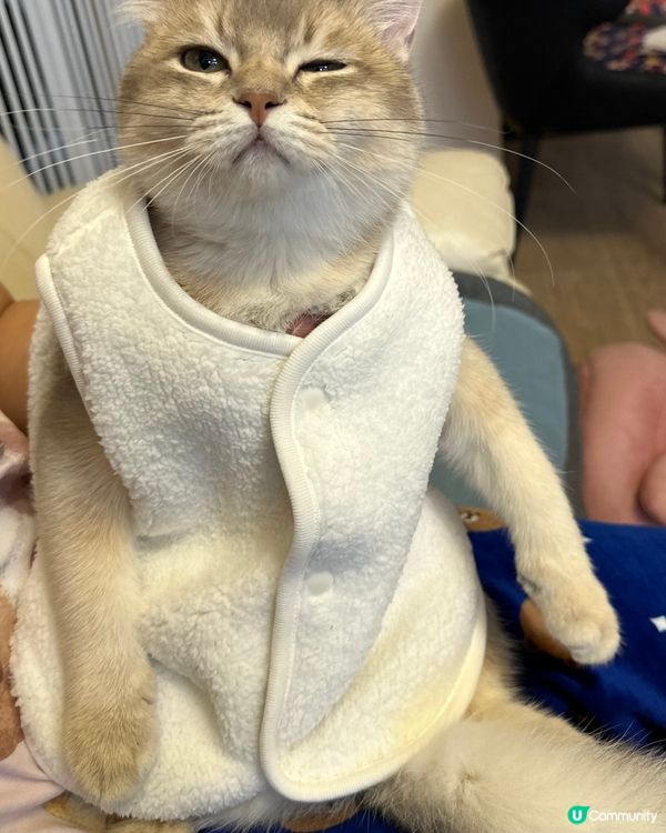 新年著新衫🧧🧨