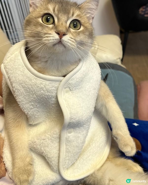 新年著新衫🧧🧨