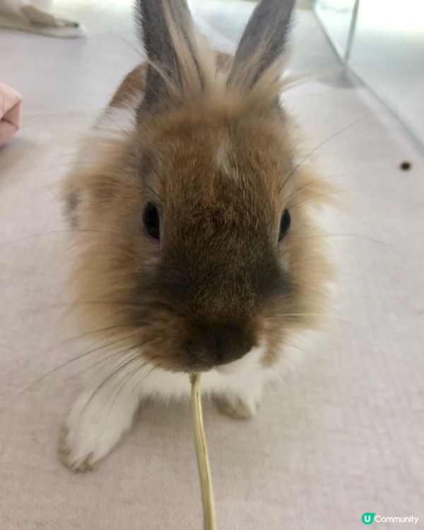 兔仔同大家拜年🐰兔氣揚眉😊今年我係主角🥰