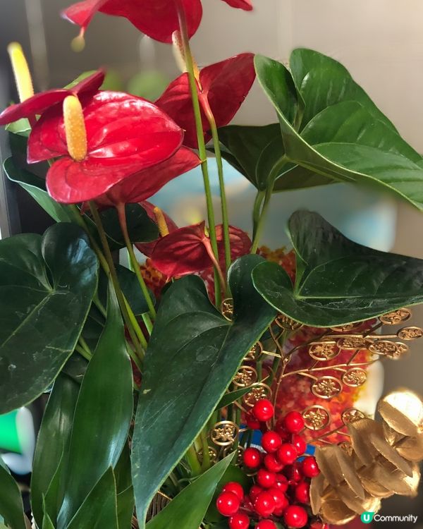 擺大紅掌喻意中大獎😊希望今年大家願望成真👍🏻🎊