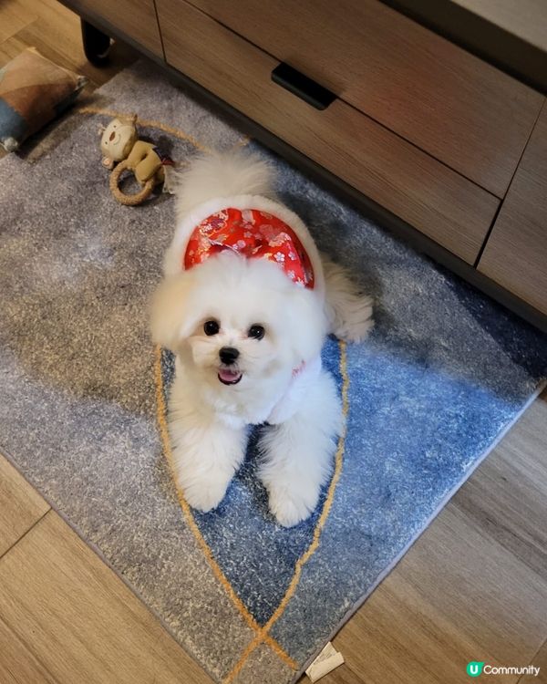兔年快樂🧧