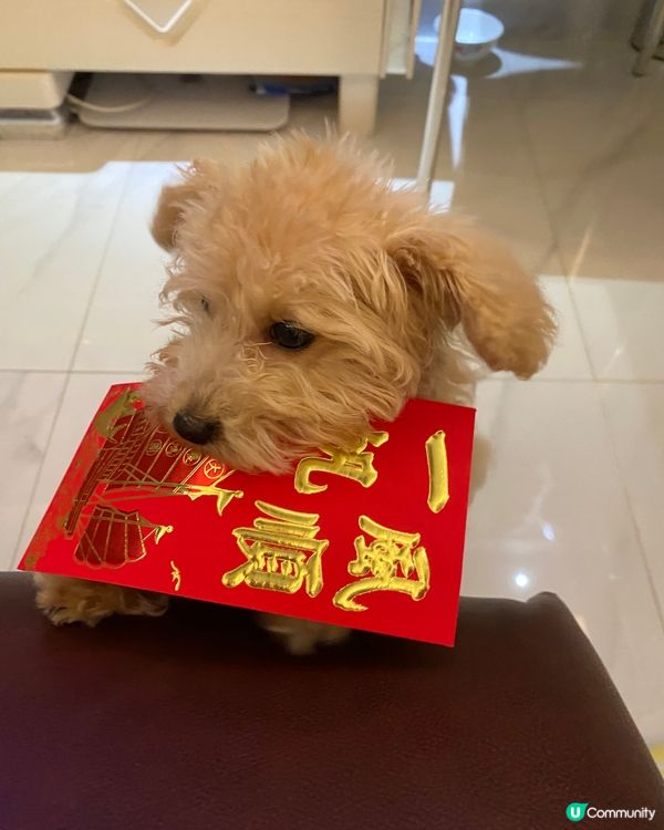 恭喜發財，利是逗來🐕🧧