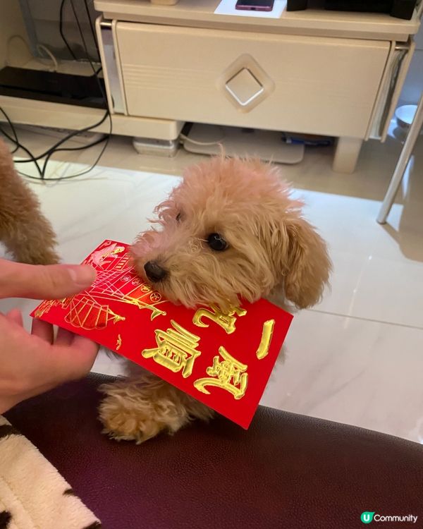 恭喜發財，利是逗來🐕🧧