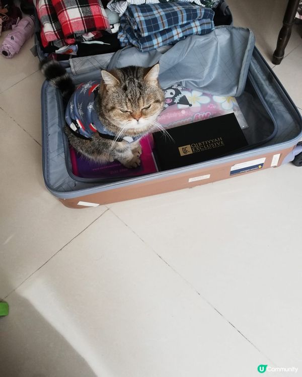 我🐱要去旅行✈️