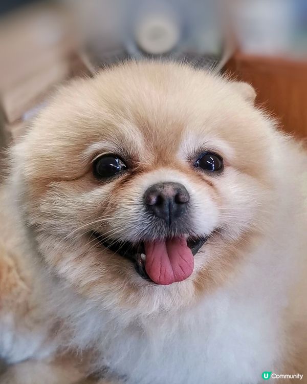 松鼠狗狗是個可人兒