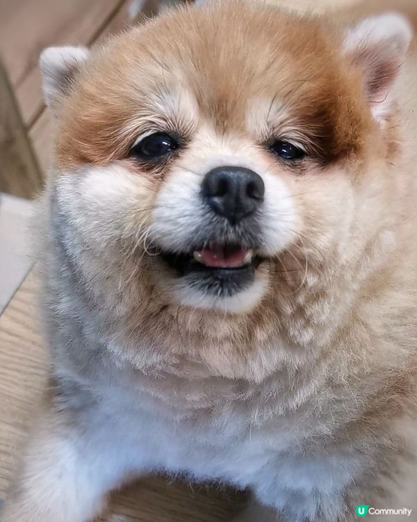 矇豬豬的樣子最可人