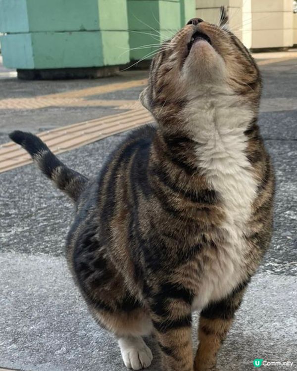 會同人玩嘅街貓🥰好肥好得意，一d都唔怕人，仲好嗲添