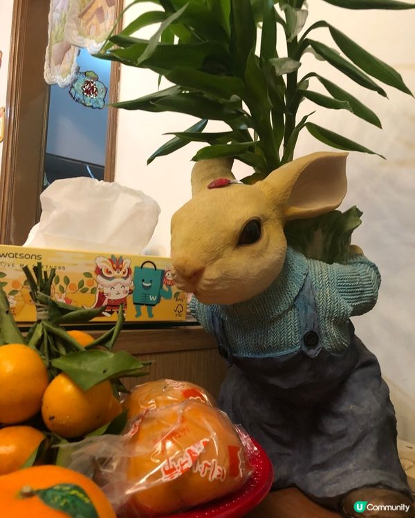 兔仔花盤賀兔年❤️🤪係玉兔賀社群先啱😆上面放滿富貴竹，花開富...