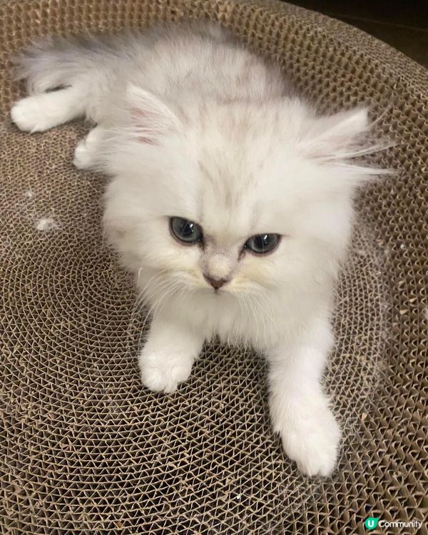 很可愛的金吉拉貓貓