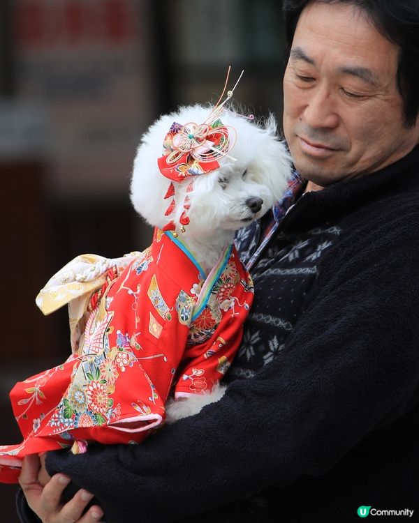 在神社遇上難得一見的情景