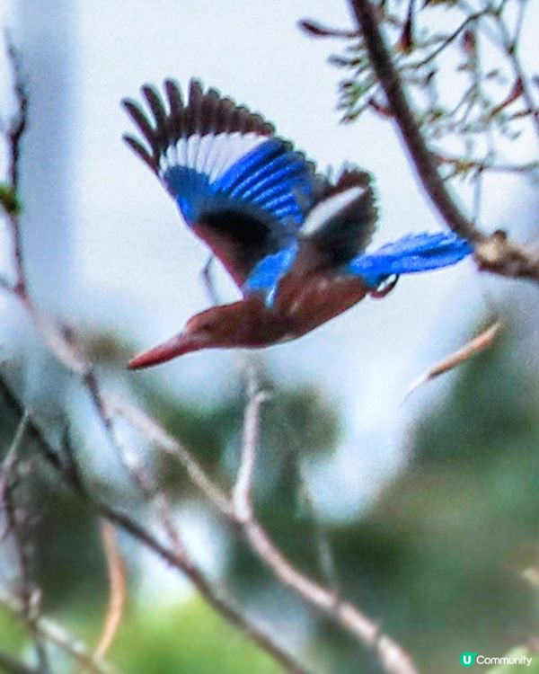 普通翠鳥 又名釣魚翁