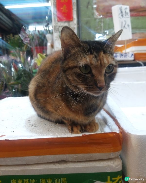置樂水果店的貓