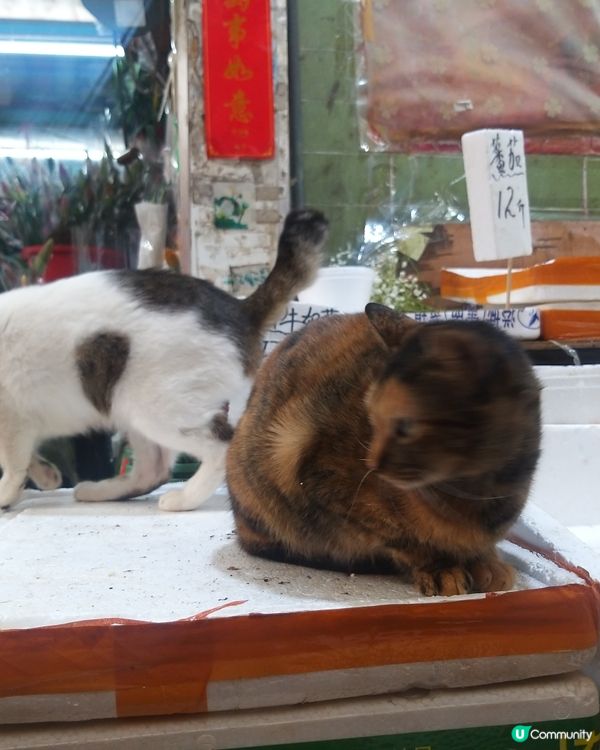 置樂水果店的貓