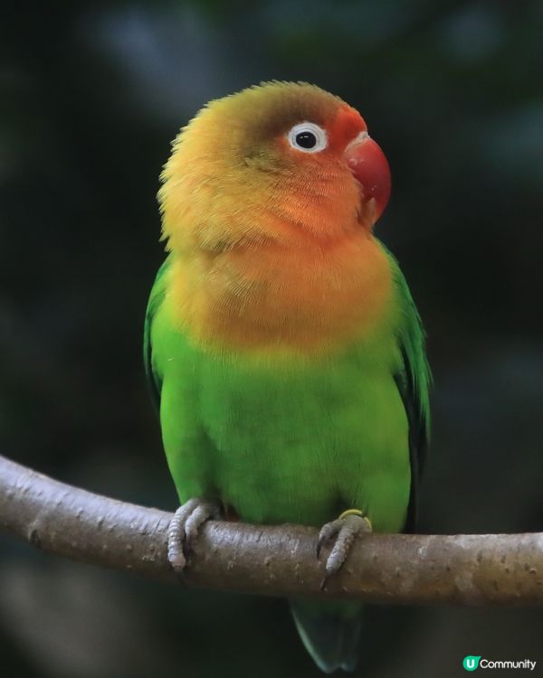 牡丹鸚鵡 亦即是愛情鳥