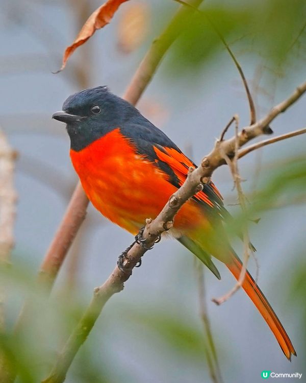 赤紅山椒鳥分享👍🏻