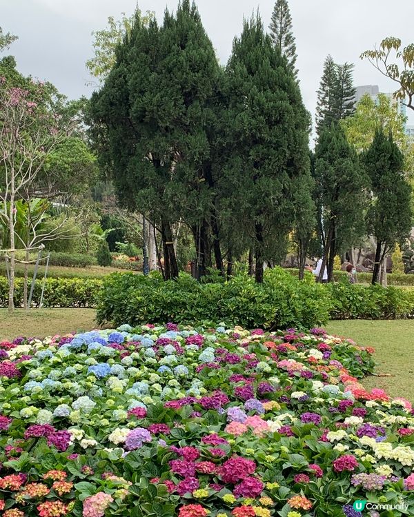 九龍城廣場側面向賈炳達道公園出口，行前少少就見到兩幅繡球花田...