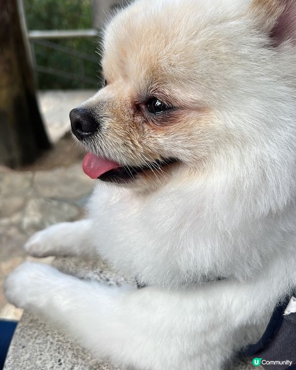 有乖乖得意松鼠狗陪伴工作好幸福🥰