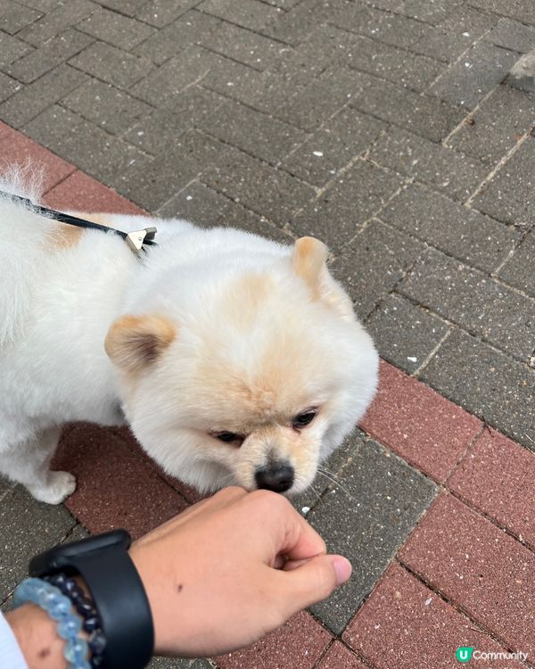 有乖乖得意松鼠狗陪伴工作好幸福🥰