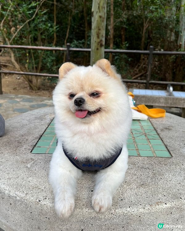 有乖乖得意松鼠狗陪伴工作好幸福🥰