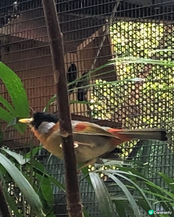 百鳥塔的小鳥🥰橙黃灰色好靚🫶