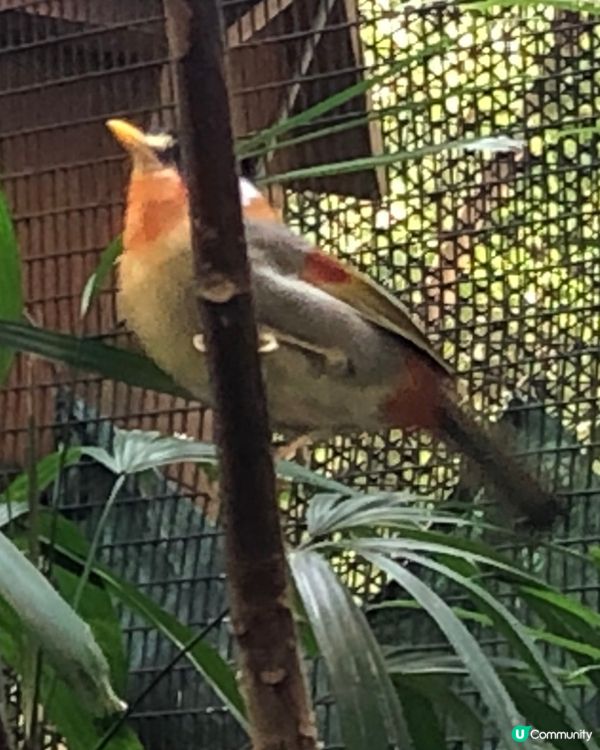 百鳥塔的小鳥🥰橙黃灰色好靚🫶