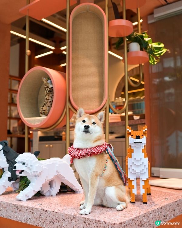 Moojoo - 西營盤紅粉菲菲新餐廳