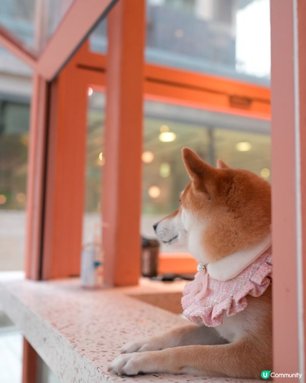 Moojoo - 西營盤紅粉菲菲新餐廳