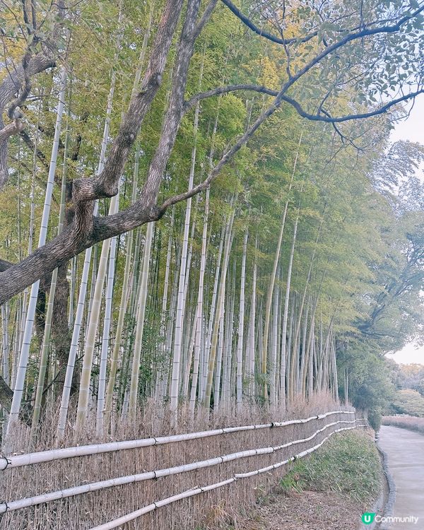 靚靚公園白鳥庭園