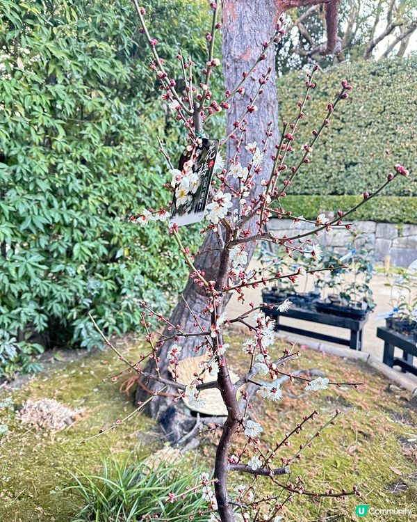 靚靚公園白鳥庭園