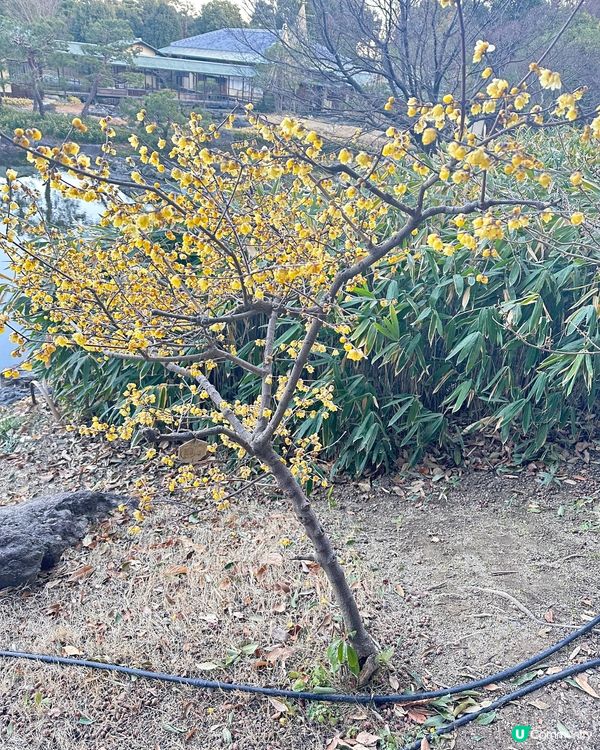 靚靚公園白鳥庭園