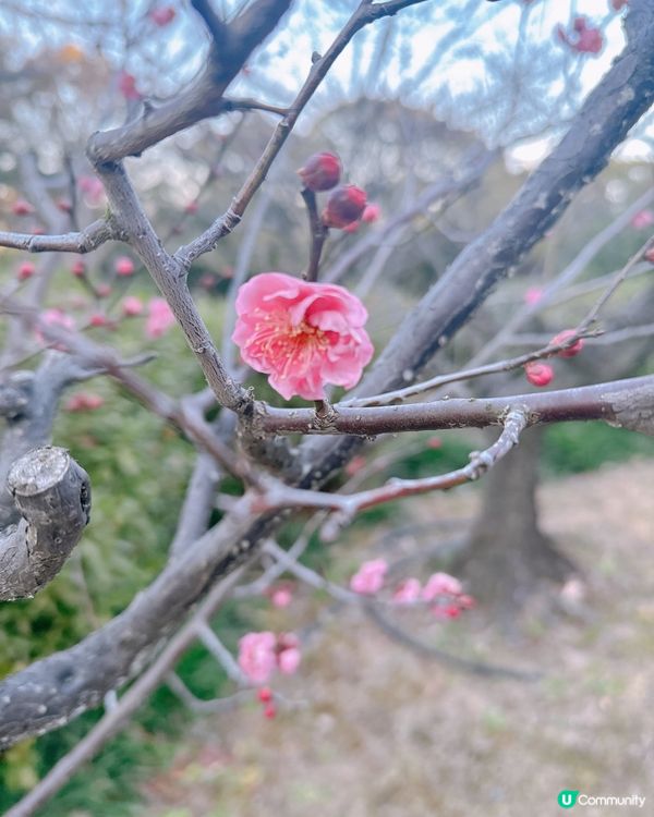 靚靚公園白鳥庭園
