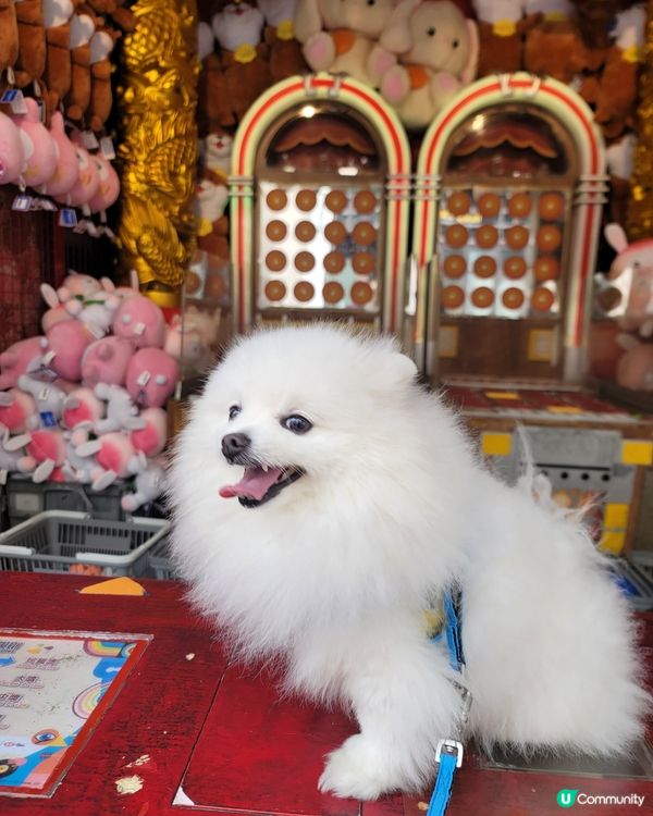 新款招財狗娃娃