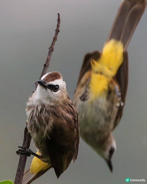 形影不離的白眉黃臀鵯