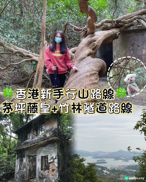 香港新手行山🍀茅坪藤皇+竹林隧道路線