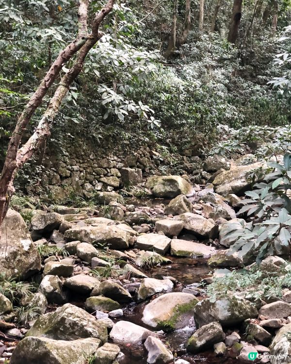 香港新手行山🍀茅坪藤皇+竹林隧道路線